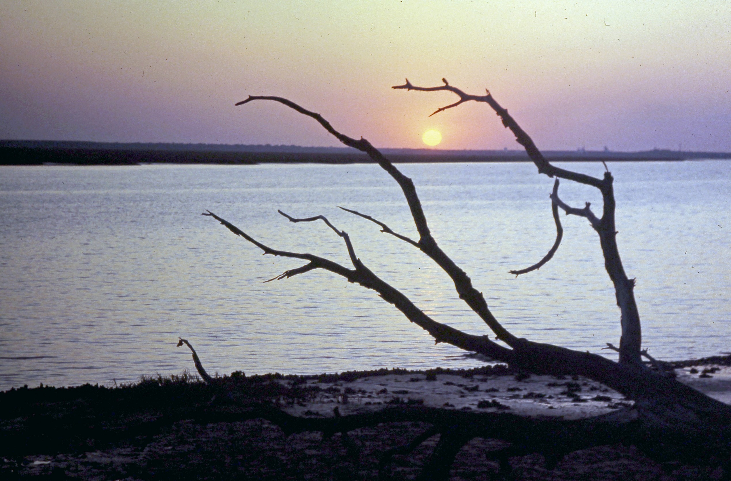 GT.MS472.005.ORGT_Cumberland_Island_BP_May_88_037